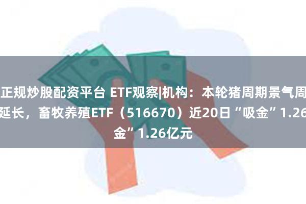 正规炒股配资平台 ETF观察|机构：本轮猪周期景气周期或延长，畜牧养殖ETF（516670）近20日“吸金”1.26亿元